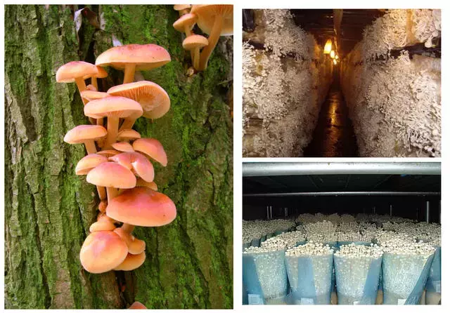 冰箱里的金针菇怎么变长了?因为,它还活着呀