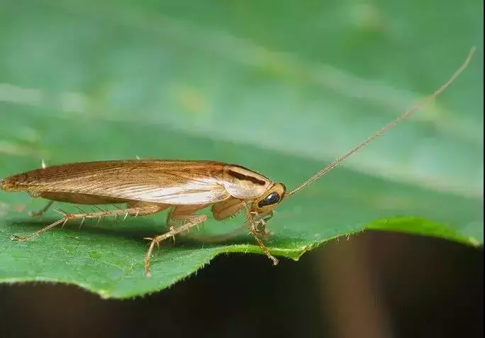 南方的"小强",能把东北爷们活活吓哭!教你4招拿下它们