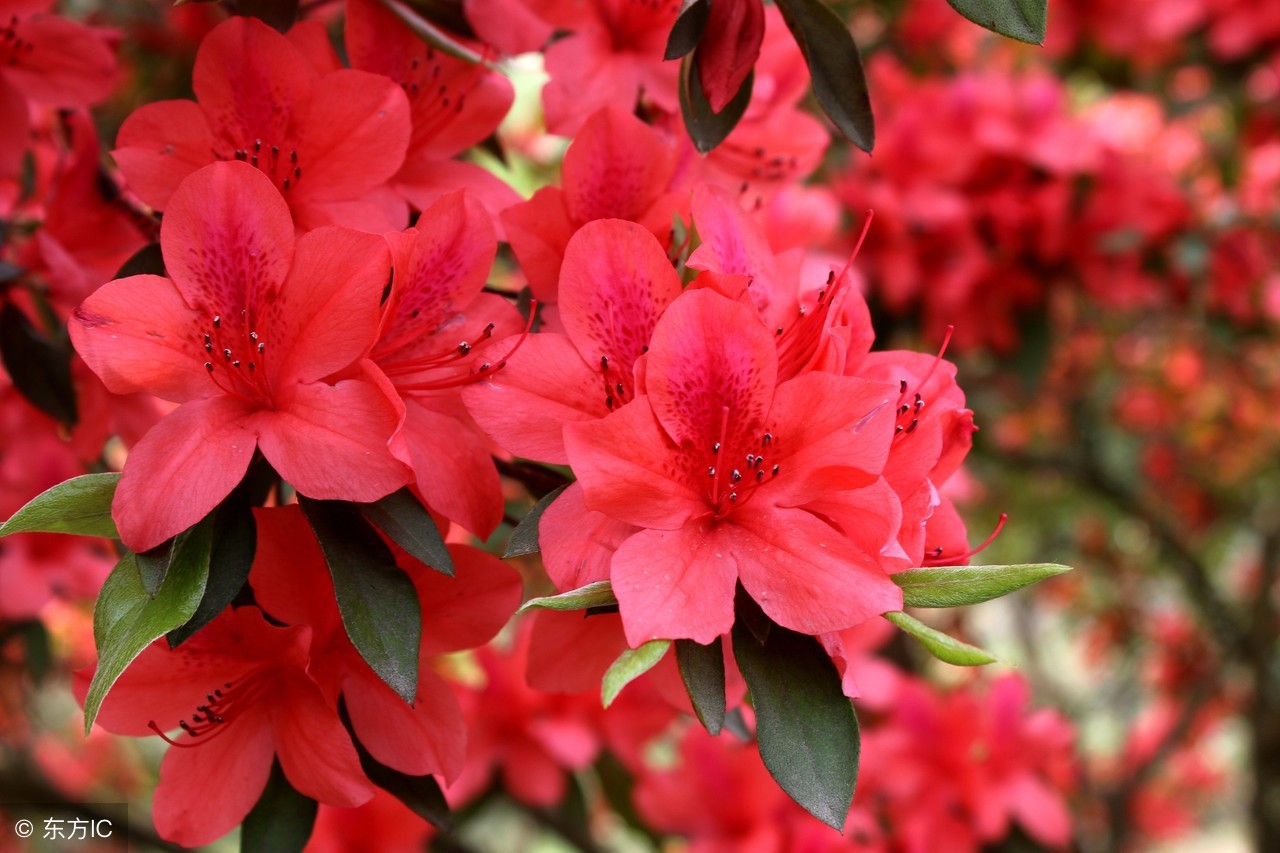 四杜鹃又名映山红,十大名花在榜中.
