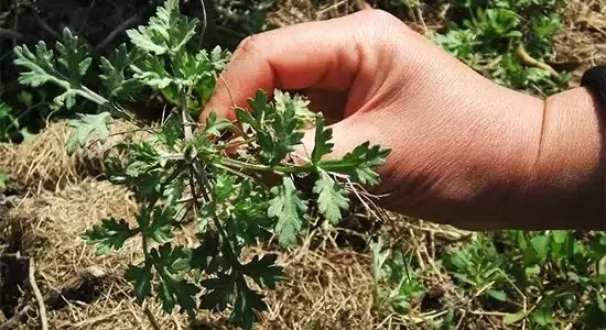 菱角菜的功效与作用（春天必吃的6大黄金野菜）