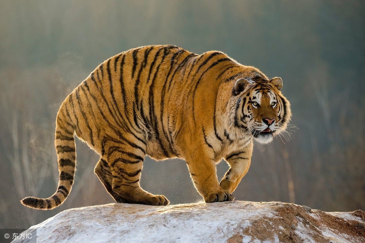 生肖鼠,牛,虎,兔在什么年龄最容易发财!