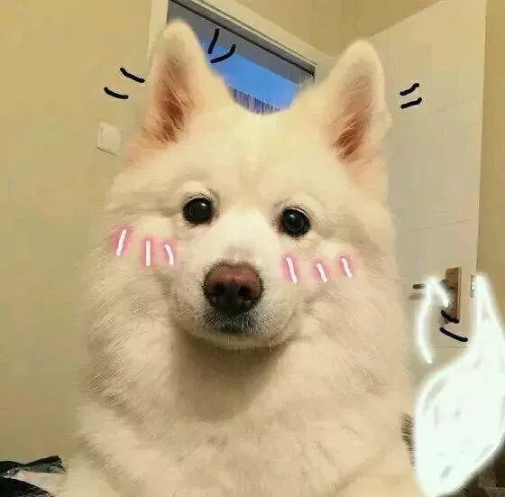 开车了！狗狗求爱也疯狂！污到不忍直视……