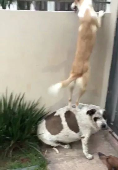 开车了！狗狗求爱也疯狂！污到不忍直视……