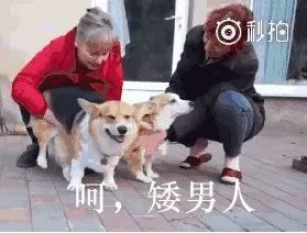 开车了！狗狗求爱也疯狂！污到不忍直视……