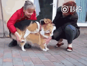 开车了！狗狗求爱也疯狂！污到不忍直视……