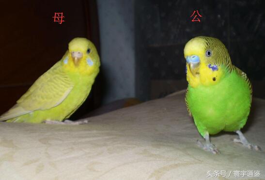 虎皮鹦鹉怎么分公母方法,最简单的从蜡膜分辨