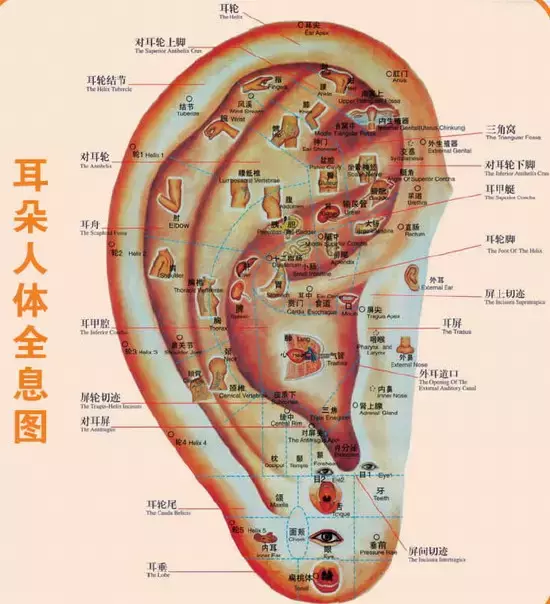 每天捏捏它，疾病少了身体好了！