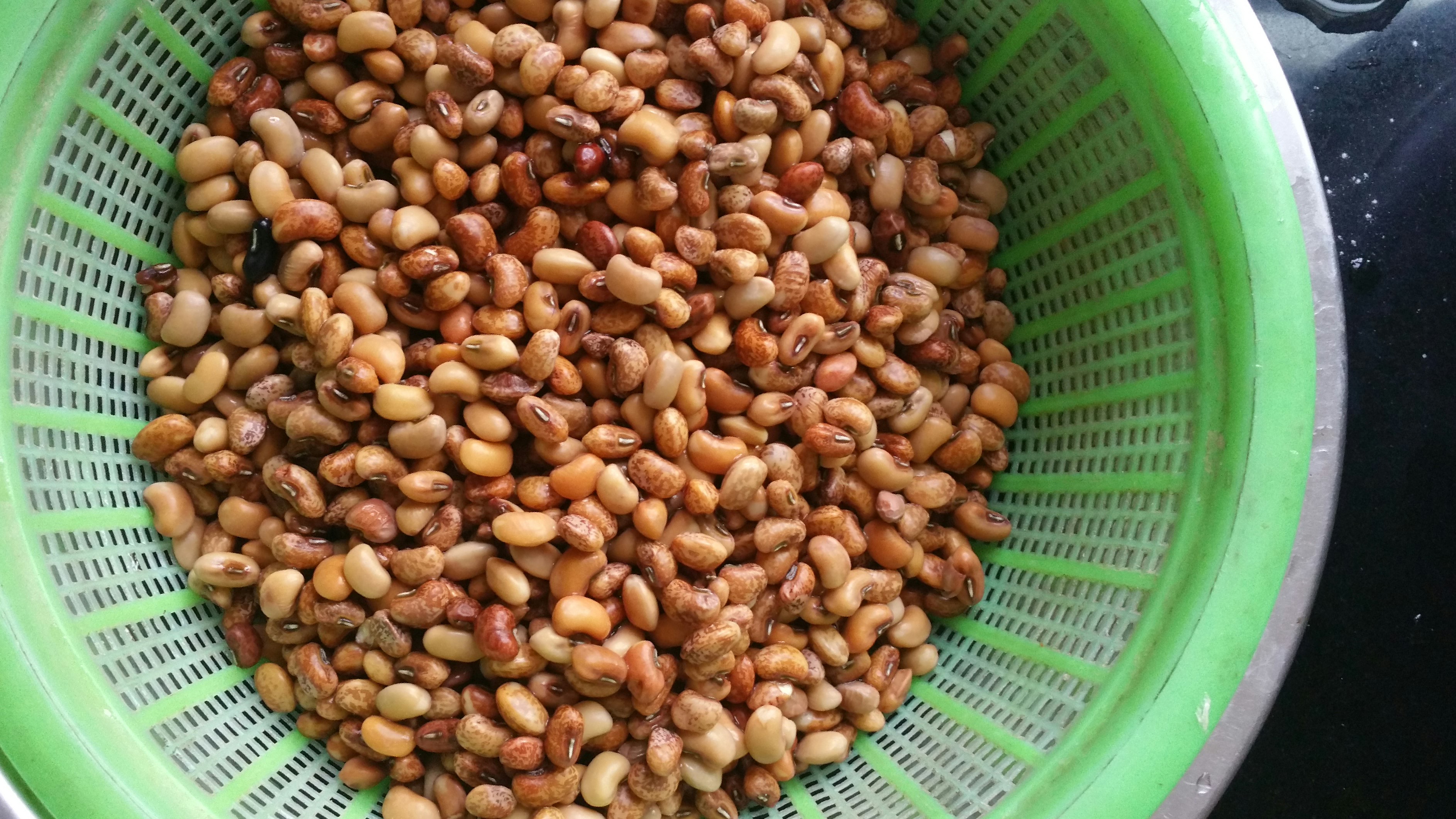 趴豆的功效与作用-我的快乐小窝