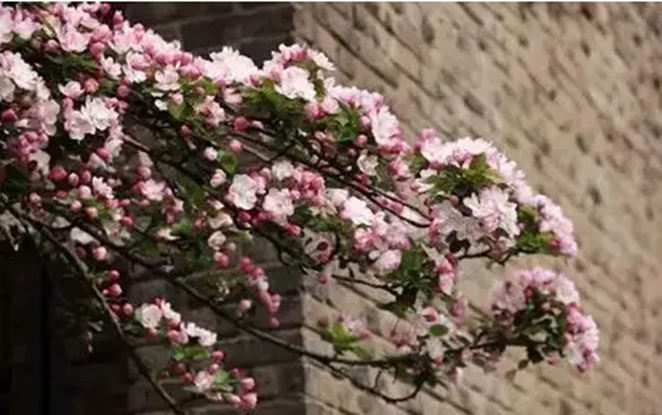 高校校花大评比，你最喜欢哪一款？