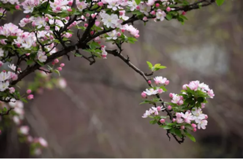 高校校花大评比，你最喜欢哪一款？