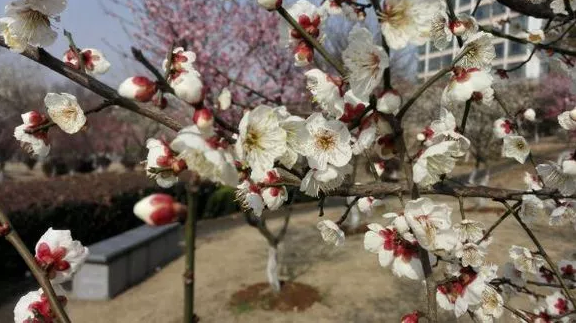 高校校花大评比，你最喜欢哪一款？