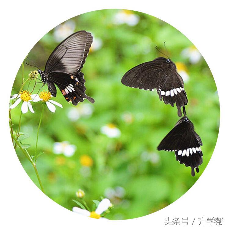 【游记】梦为蝴蝶也寻花