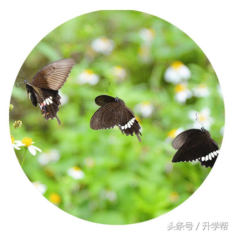 【游记】梦为蝴蝶也寻花