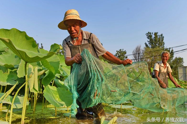 2018年泥鳅养殖的四个问题和五个对策，生态养殖是趋势