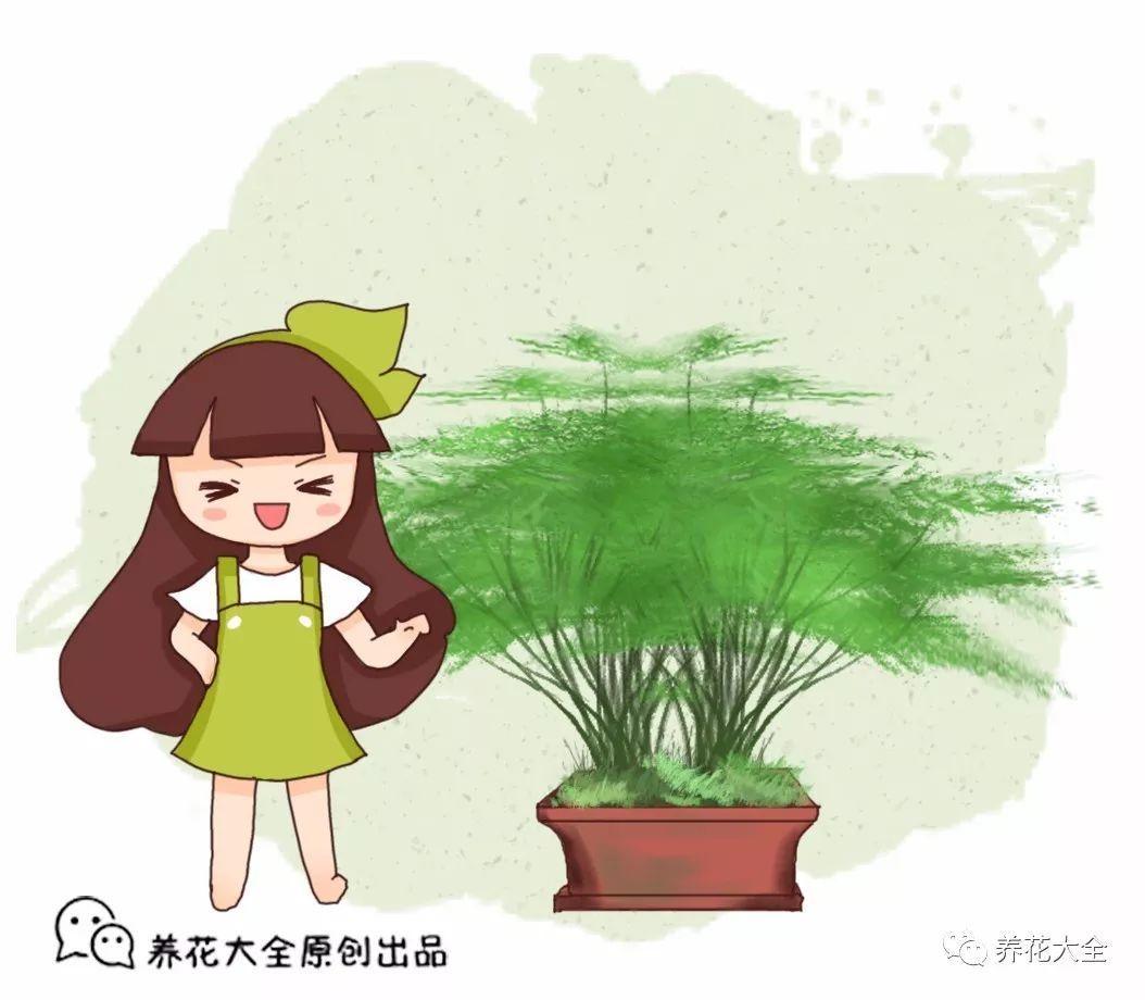 文竹怎么养才能更旺盛？文竹的养殖方法和注意事项-第1张图片