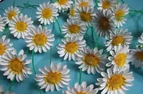 「手工乐趣」｜多款手工花朵制作教程送给你，让家里春意融融！