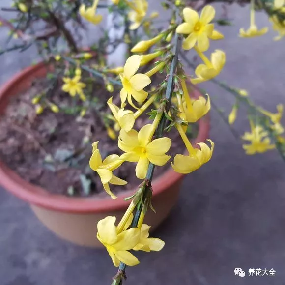 牡丹？芍药？这你都分不清，还怎么踏青赏花！