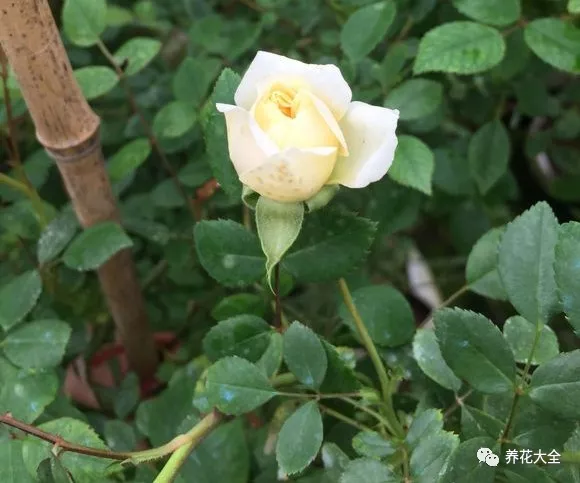 牡丹？芍药？这你都分不清，还怎么踏青赏花！