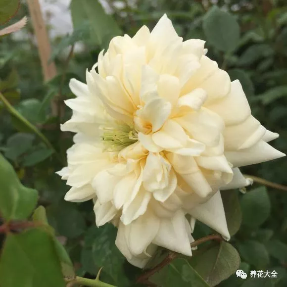 牡丹？芍药？这你都分不清，还怎么踏青赏花！