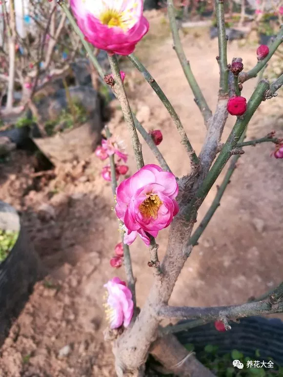 牡丹？芍药？这你都分不清，还怎么踏青赏花！