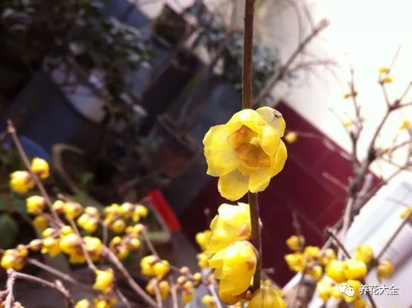 牡丹？芍药？这你都分不清，还怎么踏青赏花！