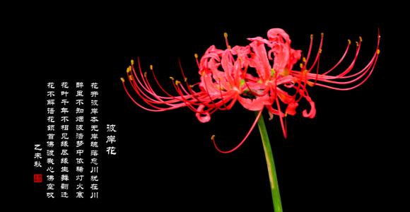 彼岸花几首凄美的诗，看完忍不住心痛！