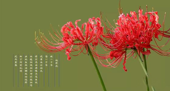 彼岸花几首凄美的诗，看完忍不住心痛！