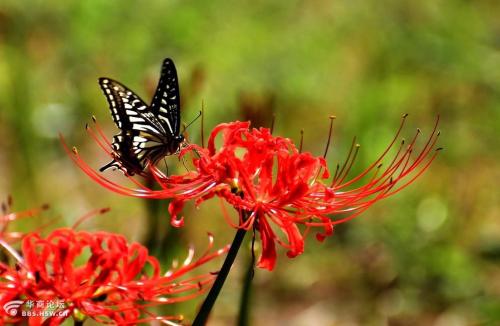 彼岸花几首凄美的诗，看完忍不住心痛！