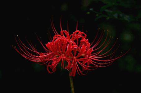 彼岸花几首凄美的诗，看完忍不住心痛！