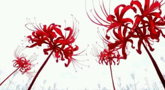 彼岸花几首凄美的诗，看完忍不住心痛！
