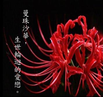 彼岸花几首凄美的诗，看完忍不住心痛！