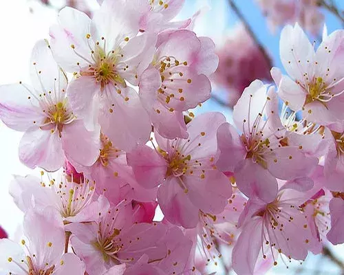 还在羡慕别人家的大学？你的烟大春景已上线！