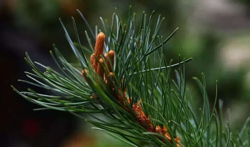 还在羡慕别人家的大学？你的烟大春景已上线！