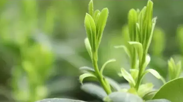 还在羡慕别人家的大学？你的烟大春景已上线！