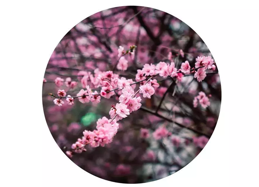 还在羡慕别人家的大学？你的烟大春景已上线！