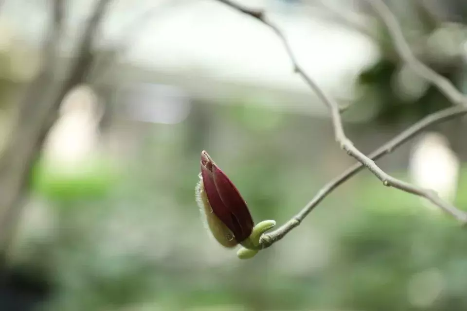 还在羡慕别人家的大学？你的烟大春景已上线！