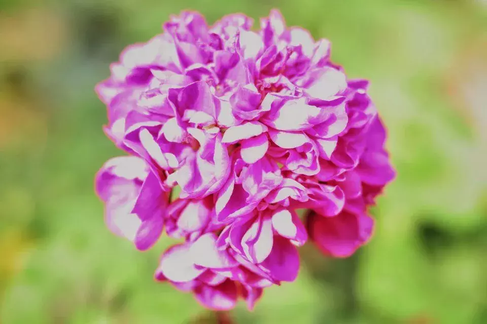 还在羡慕别人家的大学？你的烟大春景已上线！