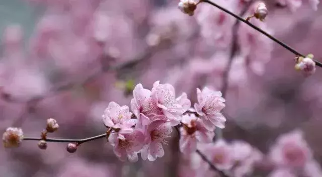 还在羡慕别人家的大学？你的烟大春景已上线！