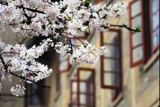 还在羡慕别人家的大学？你的烟大春景已上线！