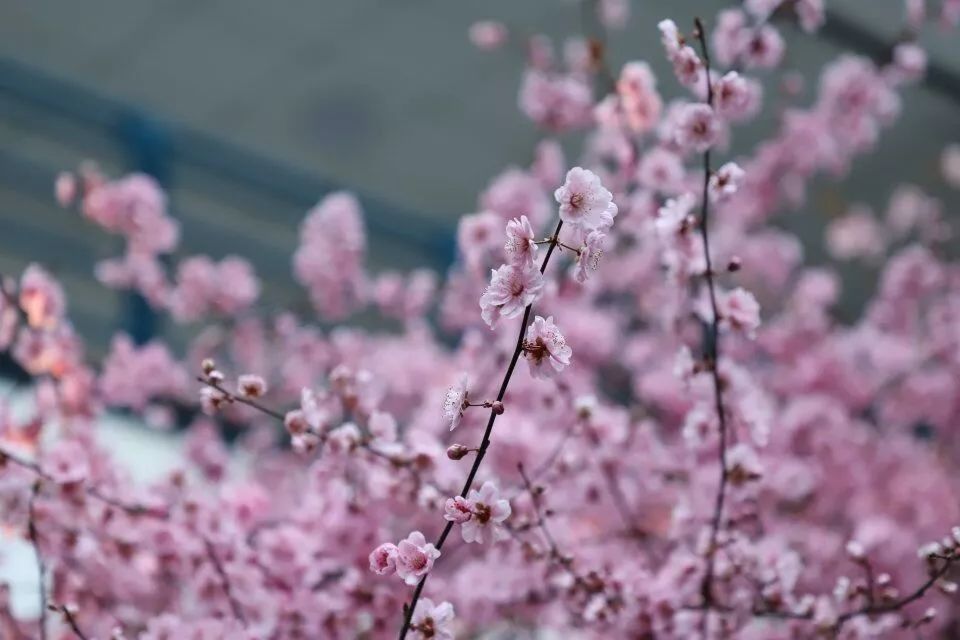 还在羡慕别人家的大学？你的烟大春景已上线！