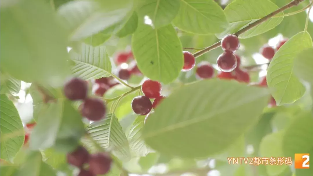 注意！路边的这种“樱桃”熟了千万别摘！专家建议别吃！