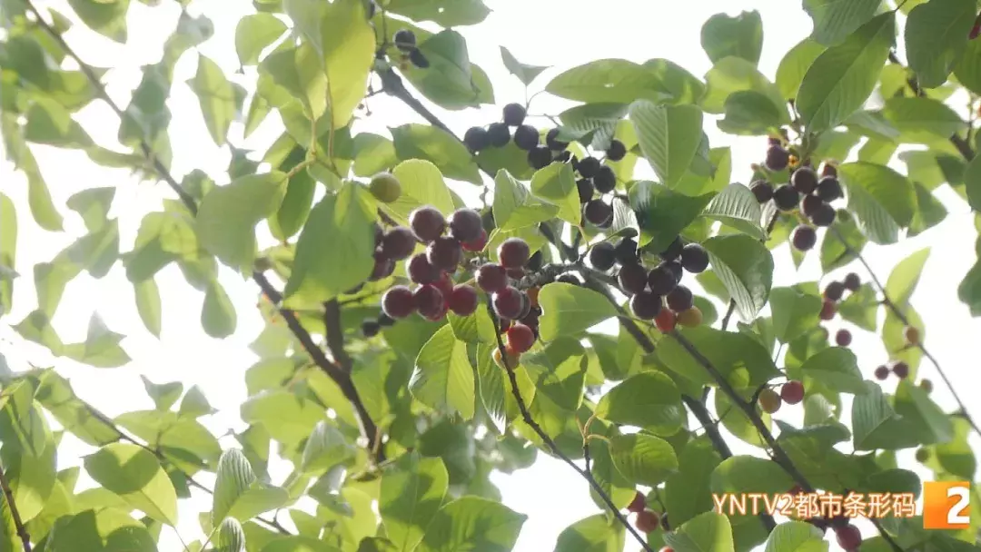 注意！路边的这种“樱桃”熟了千万别摘！专家建议别吃！