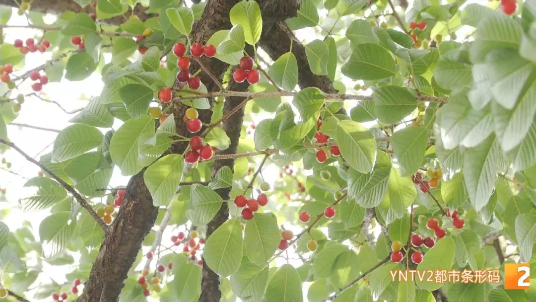 注意！路边的这种“樱桃”熟了千万别摘！专家建议别吃！