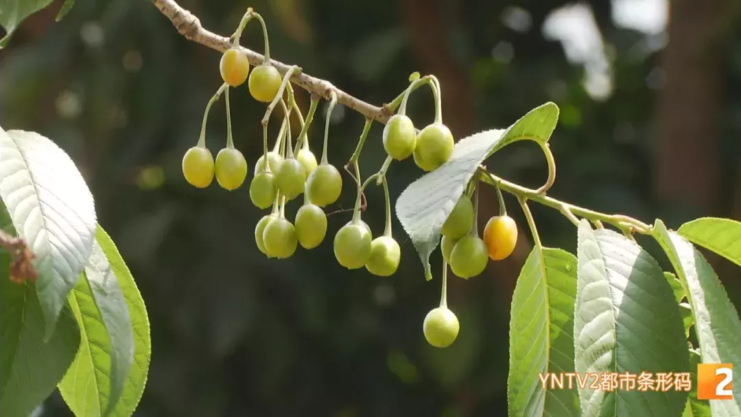 注意！路边的这种“樱桃”熟了千万别摘！专家建议别吃！