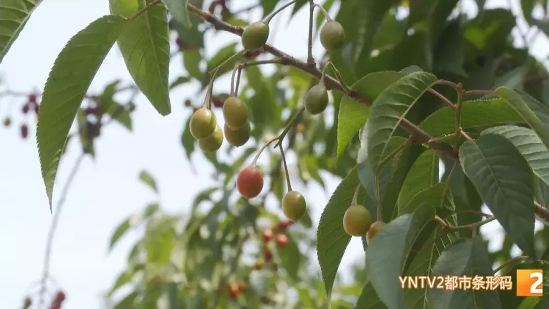 注意！路边的这种“樱桃”熟了千万别摘！专家建议别吃！