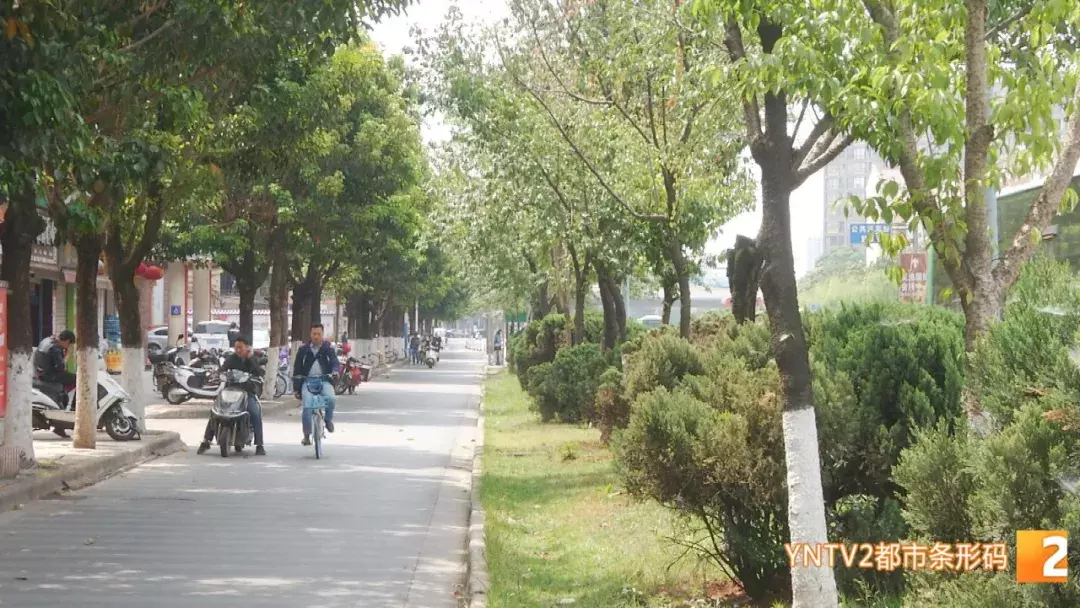 注意！路边的这种“樱桃”熟了千万别摘！专家建议别吃！