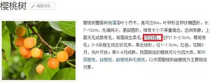 注意！路边的这种“樱桃”熟了千万别摘！专家建议别吃！