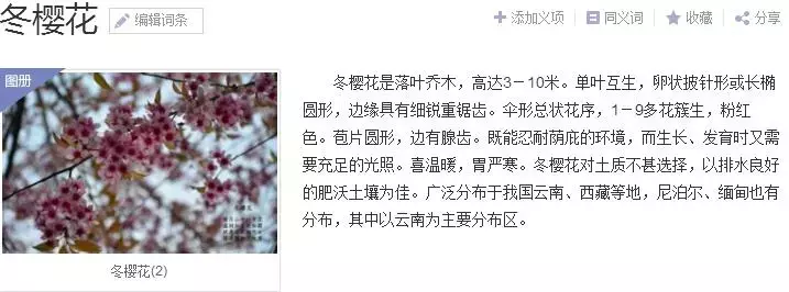 注意！路边的这种“樱桃”熟了千万别摘！专家建议别吃！