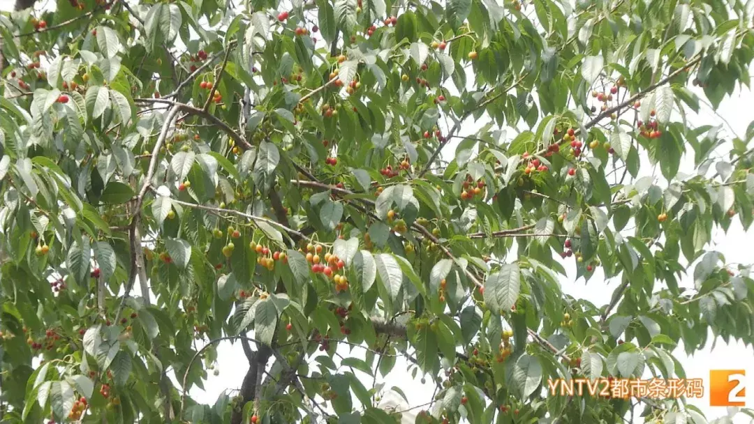 注意！路边的这种“樱桃”熟了千万别摘！专家建议别吃！