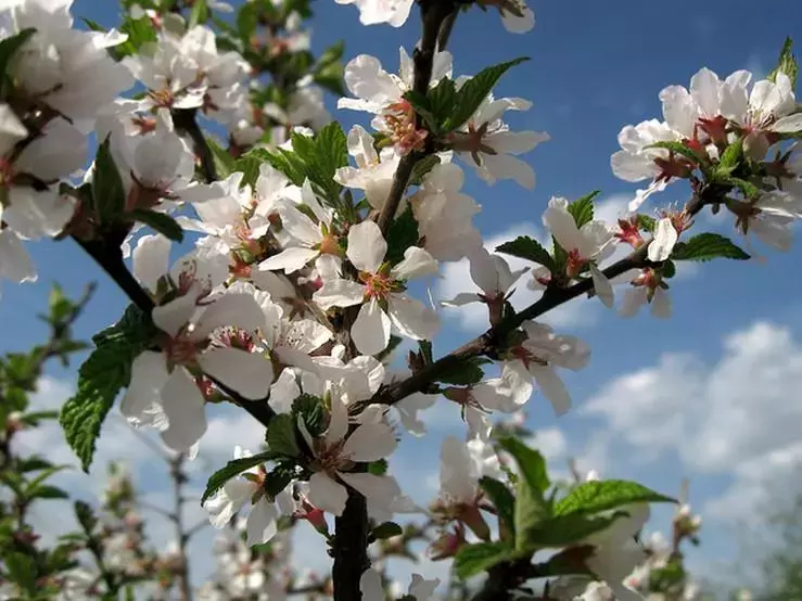 注意！路边的这种“樱桃”熟了千万别摘！专家建议别吃！